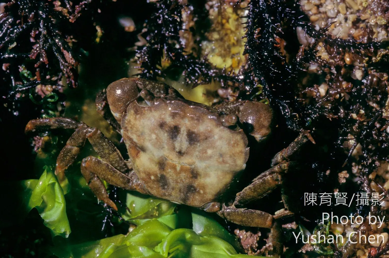 平背蜞